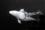 Freediving from Around the World