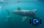 Basking sharks