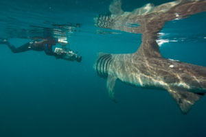 Filming basking shark with a Sony  F 900